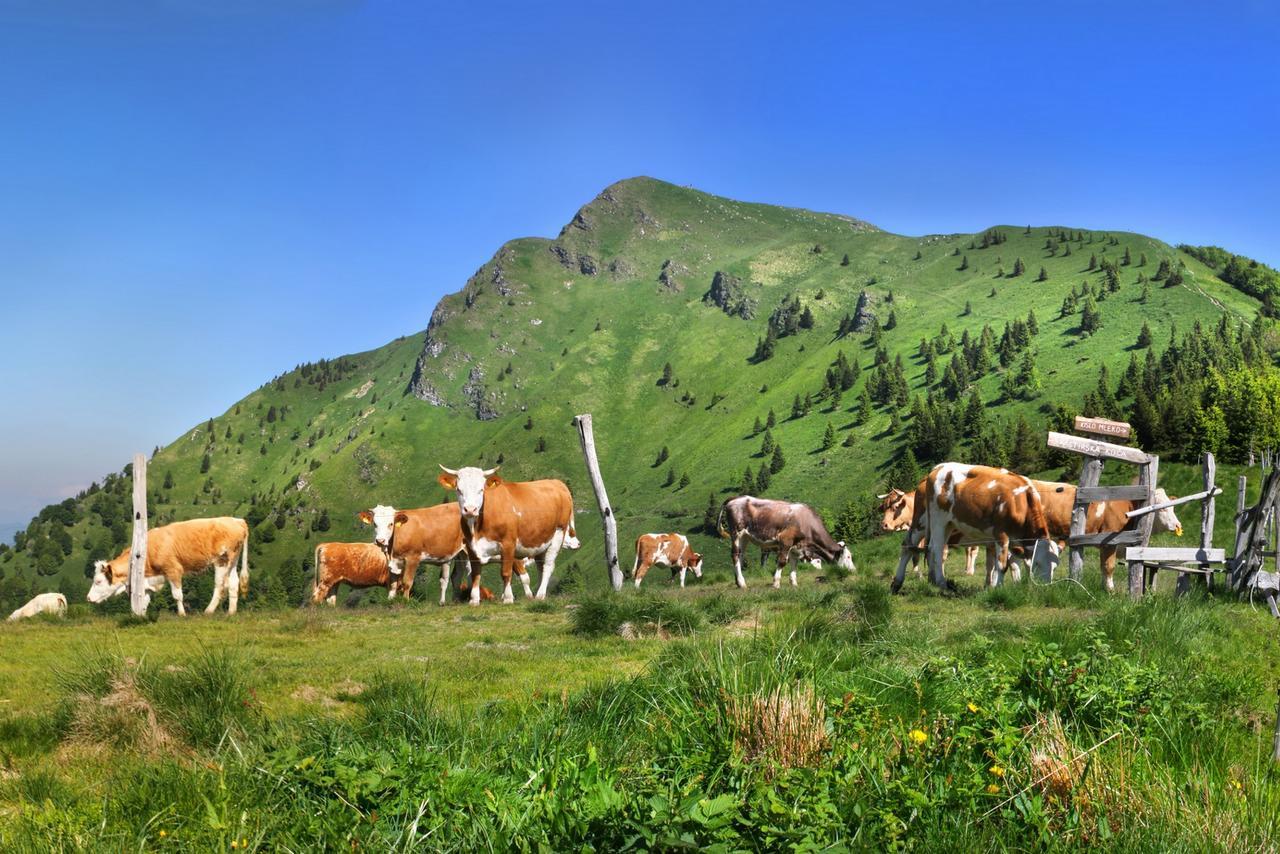 Alpska Perla Apartments Cerkno Luaran gambar